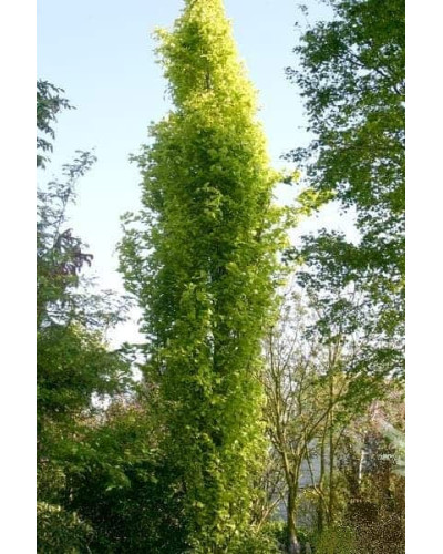 Бук лісовий Девік Голд | Fagus sylvatica Dawyck Gold | Бук лесной Дэвик Голд
