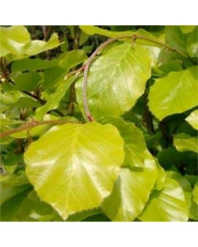Бук лісовий Девік Голд | Fagus sylvatica Dawyck Gold | Бук лесной Дэвик Голд