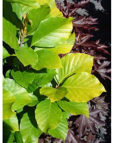 Бук лісовий Девік Голд | Fagus sylvatica Dawyck Gold | Бук лесной Дэвик Голд