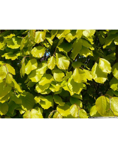 Бук лісовий Девік Голд | Fagus sylvatica Dawyck Gold | Бук лесной Дэвик Голд