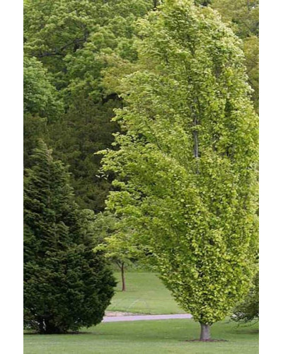 Бук лісовий Девік Голд | Fagus sylvatica Dawyck Gold | Бук лесной Дэвик Голд