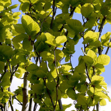 Бук лісовий Девік Голд | Fagus sylvatica Dawyck Gold | Бук лесной Дэвик Голд