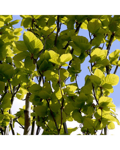 Бук лісовий Девік Голд | Fagus sylvatica Dawyck Gold | Бук лесной Дэвик Голд