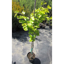 Бук лісовий Девік Голд | Fagus sylvatica Dawyck Gold | Бук лесной Дэвик Голд