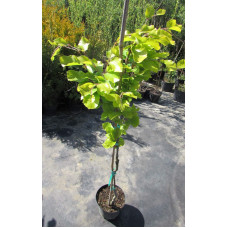 Бук лісовий Девік Голд | Fagus sylvatica Dawyck Gold | Бук лесной Дэвик Голд