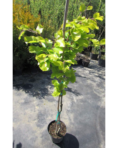 Бук лісовий Девік Голд | Fagus sylvatica Dawyck Gold | Бук лесной Дэвик Голд