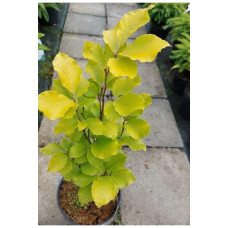 Бук лісовий Девік Голд | Fagus sylvatica Dawyck Gold | Бук лесной Дэвик Голд