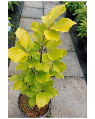 Бук лісовий Девік Голд | Fagus sylvatica Dawyck Gold | Бук лесной Дэвик Голд