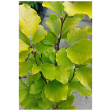Бук лісовий Девік Голд | Fagus sylvatica Dawyck Gold | Бук лесной Дэвик Голд