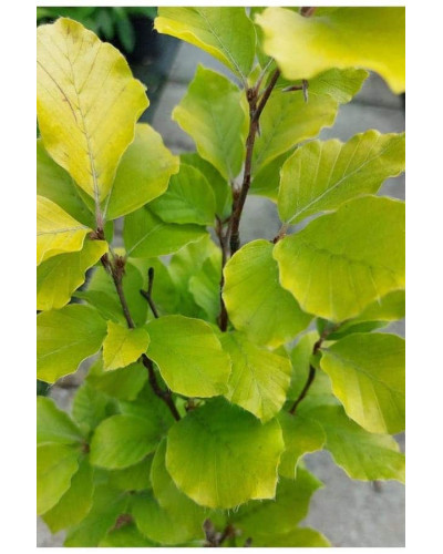 Бук лісовий Девік Голд | Fagus sylvatica Dawyck Gold | Бук лесной Дэвик Голд