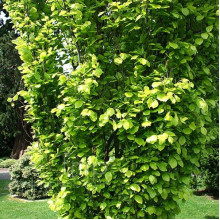 Бук лісовий Девік Голд | Fagus sylvatica Dawyck Gold | Бук лесной Дэвик Голд