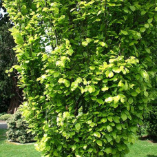Бук лісовий Девік Голд | Fagus sylvatica Dawyck Gold | Бук лесной Дэвик Голд