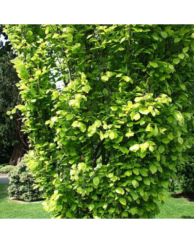 Бук лісовий Девік Голд | Fagus sylvatica Dawyck Gold | Бук лесной Дэвик Голд