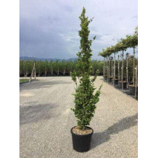 Бук лісовий Девік Голд | Fagus sylvatica Dawyck Gold | Бук лесной Дэвик Голд
