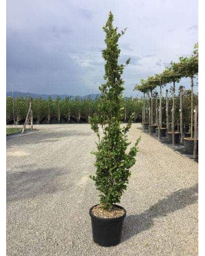 Бук лісовий Девік Голд | Fagus sylvatica Dawyck Gold | Бук лесной Дэвик Голд