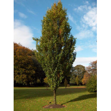 Бук лісовий Девік Голд | Fagus sylvatica Dawyck Gold | Бук лесной Дэвик Голд