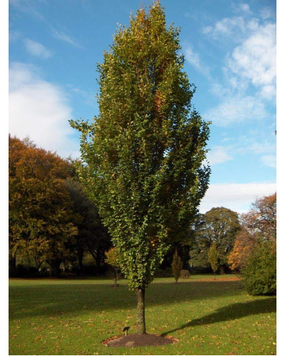 Бук лісовий Девік Голд | Fagus sylvatica Dawyck Gold | Бук лесной Дэвик Голд
