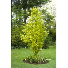 Бук лісовий Девік Голд | Fagus sylvatica Dawyck Gold | Бук лесной Дэвик Голд