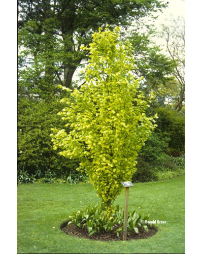 Бук лісовий Девік Голд | Fagus sylvatica Dawyck Gold | Бук лесной Дэвик Голд