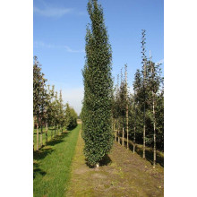 Береза повисла Фастігіата | Береза повислая Фастигиата | Betula pendula Fastigiata