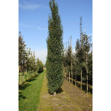 Береза повисла Фастігіата | Береза повислая Фастигиата | Betula pendula Fastigiata