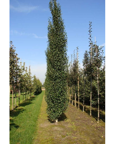 Береза повисла Фастігіата | Береза повислая Фастигиата | Betula pendula Fastigiata