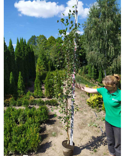 Береза повисла Фастігіата | Береза повислая Фастигиата | Betula pendula Fastigiata