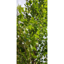 Береза повисла Фастігіата | Береза повислая Фастигиата | Betula pendula Fastigiata