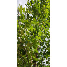 Береза повисла Фастігіата | Береза повислая Фастигиата | Betula pendula Fastigiata
