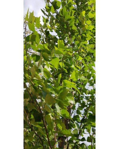 Береза повисла Фастігіата | Береза повислая Фастигиата | Betula pendula Fastigiata