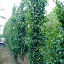 Береза повисла Фастігіата | Береза повислая Фастигиата | Betula pendula Fastigiata
