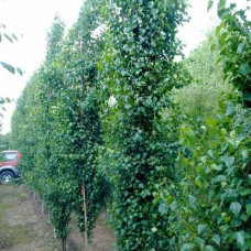 Береза повисла Фастігіата | Береза повислая Фастигиата | Betula pendula Fastigiata