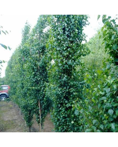 Береза повисла Фастігіата | Береза повислая Фастигиата | Betula pendula Fastigiata