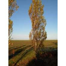 Береза повисла Фастігіата | Береза повислая Фастигиата | Betula pendula Fastigiata