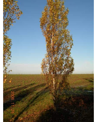 Береза повисла Фастігіата | Береза повислая Фастигиата | Betula pendula Fastigiata