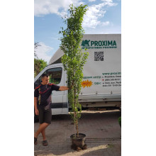 Береза повисла Фастігіата | Береза повислая Фастигиата | Betula pendula Fastigiata
