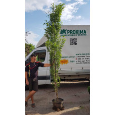 Береза повисла Фастігіата | Береза повислая Фастигиата | Betula pendula Fastigiata