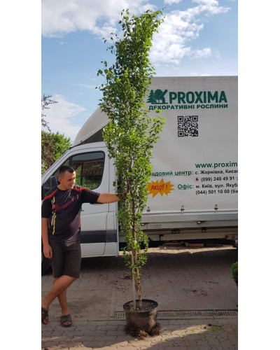 Береза повисла Фастігіата | Береза повислая Фастигиата | Betula pendula Fastigiata