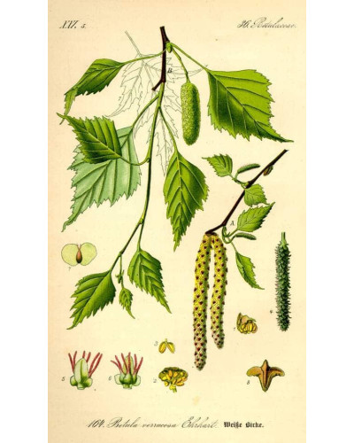 Береза повисла Фастігіата | Береза повислая Фастигиата | Betula pendula Fastigiata