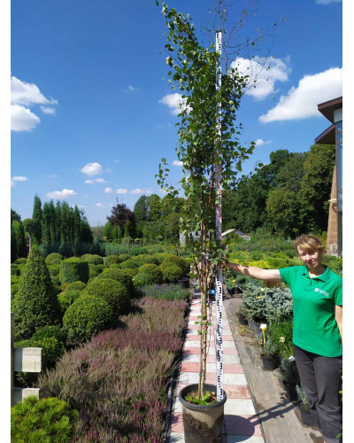 Береза повисла Фастігіата | Береза повислая Фастигиата | Betula pendula Fastigiata