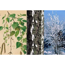 Береза повисла Фастігіата | Береза повислая Фастигиата | Betula pendula Fastigiata