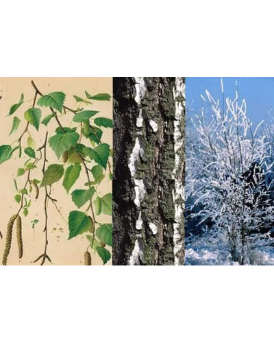 Береза повисла Фастігіата | Береза повислая Фастигиата | Betula pendula Fastigiata