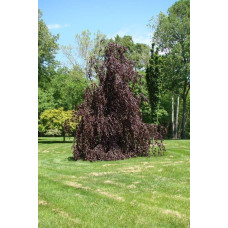Береза повисла Роял Фрост | Betula pendula Royal Frost | Береза повислая Роял Фрост