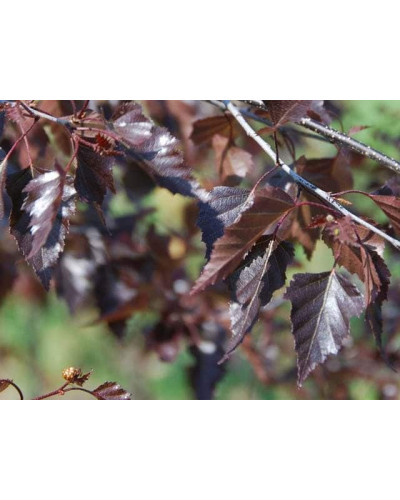 Береза повисла Роял Фрост | Betula pendula Royal Frost | Береза повислая Роял Фрост