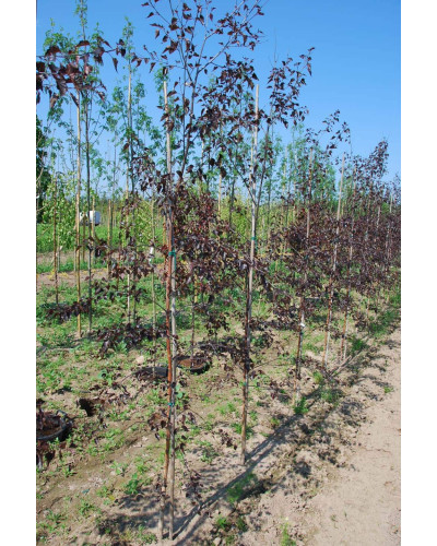 Береза повисла Роял Фрост | Betula pendula Royal Frost | Береза повислая Роял Фрост