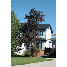 Береза повисла Роял Фрост | Betula pendula Royal Frost | Береза повислая Роял Фрост