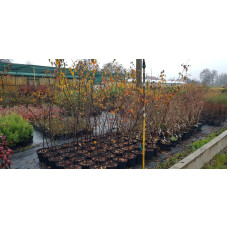 Береза повисла Роял Фрост | Betula pendula Royal Frost | Береза повислая Роял Фрост