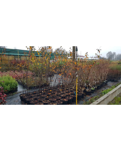 Береза повисла Роял Фрост | Betula pendula Royal Frost | Береза повислая Роял Фрост