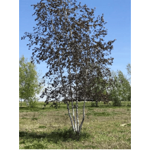 Береза повисла Роял Фрост | Betula pendula Royal Frost | Береза повислая Роял Фрост