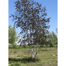 Береза повисла Роял Фрост | Betula pendula Royal Frost | Береза повислая Роял Фрост